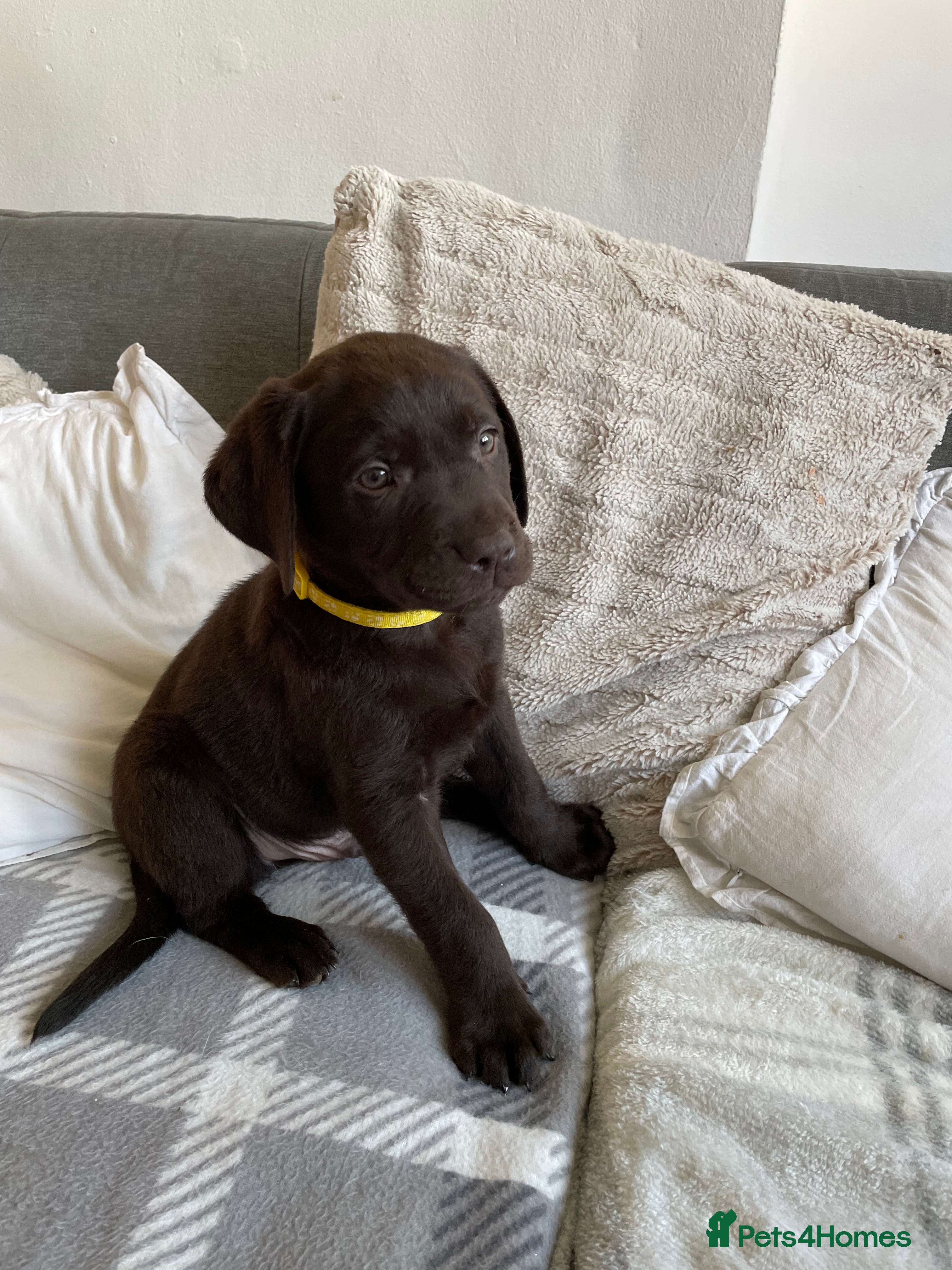 Labrador Retriever dogs Stunning chocolate Labrador puppies  - Advert 6