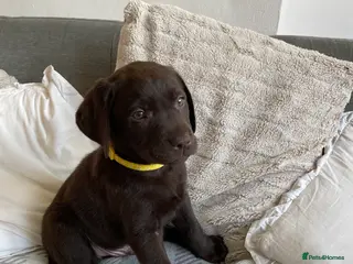 Labrador Retriever dogs Stunning chocolate Labrador puppies - Advert 6