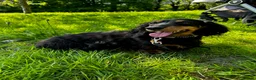 Miniature Dachshund dogs for stud: KC Longhaired Black & Tan Miniature Dachshund stud - Advert 1