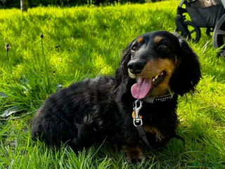 Miniature Dachshund dogs KC Longhaired Black & Tan Miniature Dachshund stud - Advert 4
