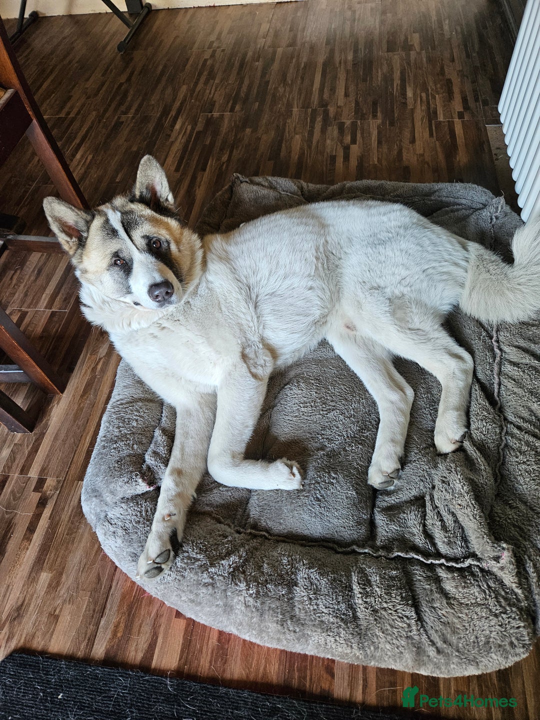 Akita dogs for sale: Beautiful Akita puppies - Advert 9