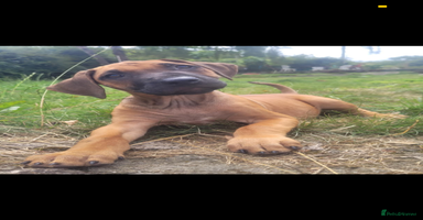 Rhodesian Ridgeback dogs - Advert 2