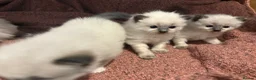 Ragdoll cats for sale: Beautiful Ragdoll Kittens - Advert 8