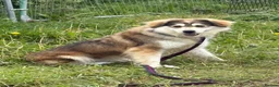 Mixed Breed dogs for adoption: Lyric - Norwich Norfolk  - Advert 4