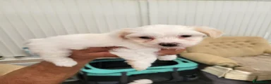 Bichon Frise 1