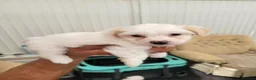 Bichon Frise dogs for sale: Bichon maltese mini  - Advert 2