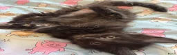 Maine Coon cats for sale: Gorgeous ChampionRussian line XL Mainecoon kittens - Advert 2