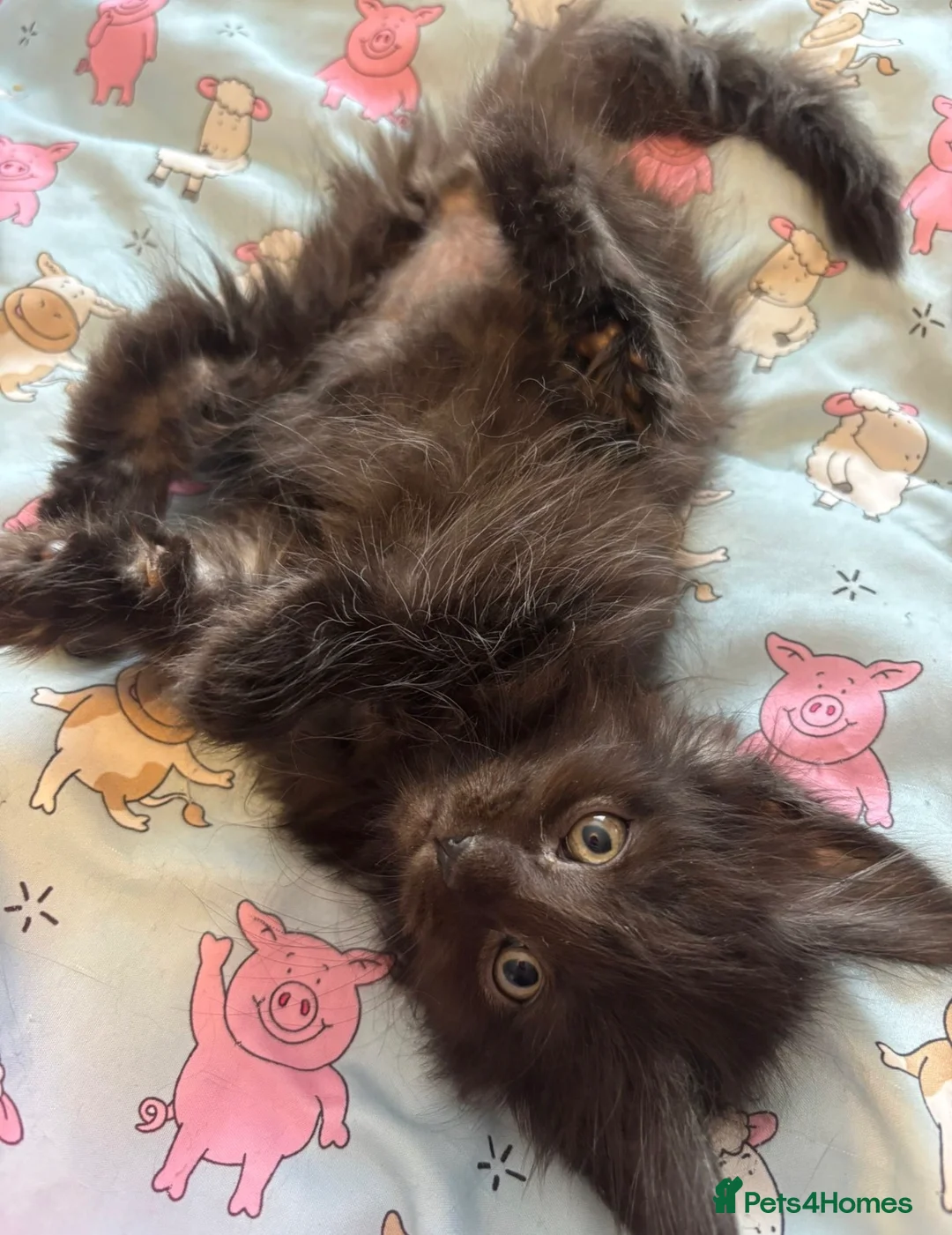 Maine Coon cats for sale: Gorgeous ChampionRussian line XL Mainecoon kittens - Advert 2