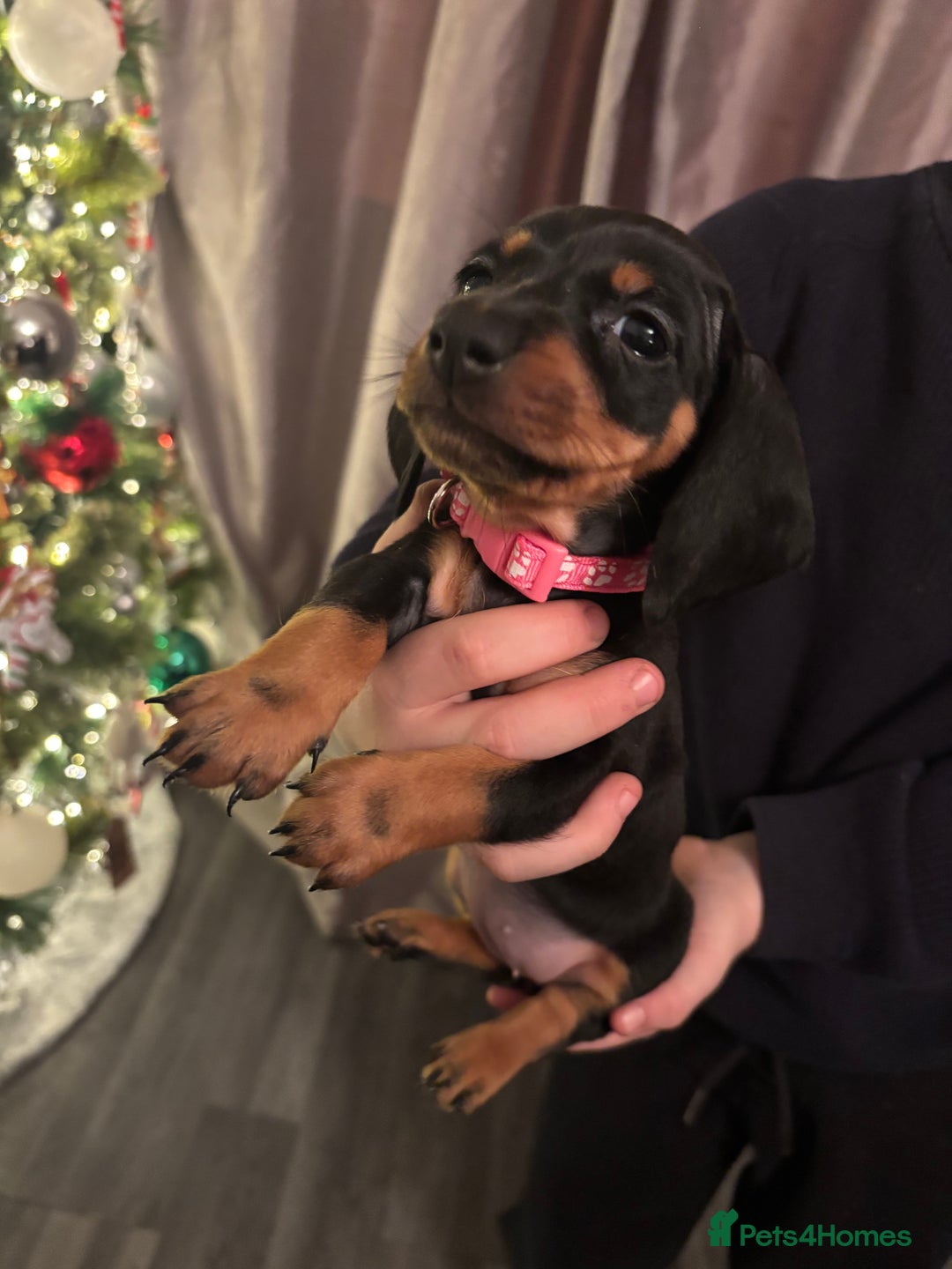 Dachshund dogs for sale: Dachshund puppies ready this week! - Advert 5