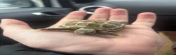 Tortoise reptiles for sale: Sheldon Tortoise  in Bolton - Advert 2