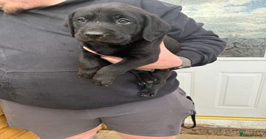 Labrador Retriever dogs - Advert 2