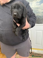 Labrador Retriever dogs - Advert 2