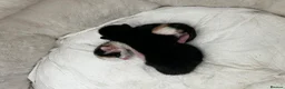 Domestic Shorthair cats for sale: 3 gorgeous Ginger Boys and one Black - Advert 4