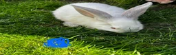 Continental Giant rabbits for sale: 4 mail continental Giants in Canterbury - Advert 9