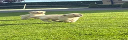 Golden Retriever dogs for sale: Golden Retriever Pups for sale  - Advert 18