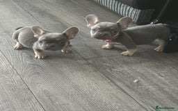 French Bulldog dogs for sale: French Bulldog Fur Babies  - Image 12