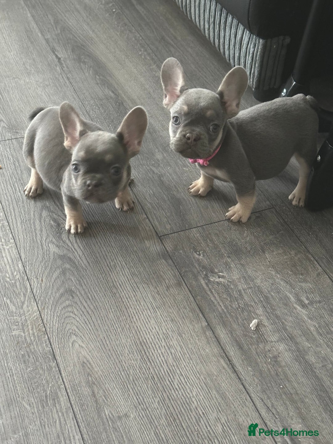 French Bulldog dogs for sale: French Bulldog Fur Babies  - Image 12