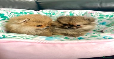Pomeranian dogs - Advert 4
