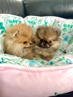 Pomeranian dogs - Advert 5