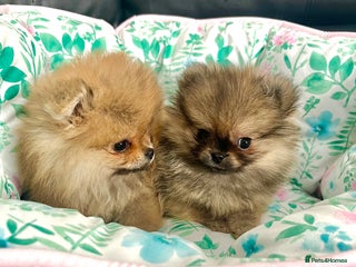 Pomeranian dogs - Advert 1