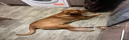 Mixed Breed dogs for sale: Presa x Rottweiler bitch  - Advert 3
