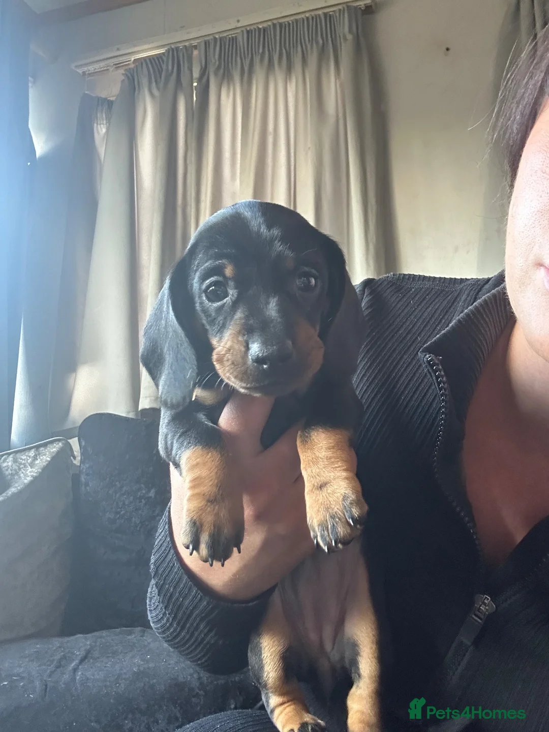 Dachshund dogs for sale: Smoothed hair dashunds  - Advert 12