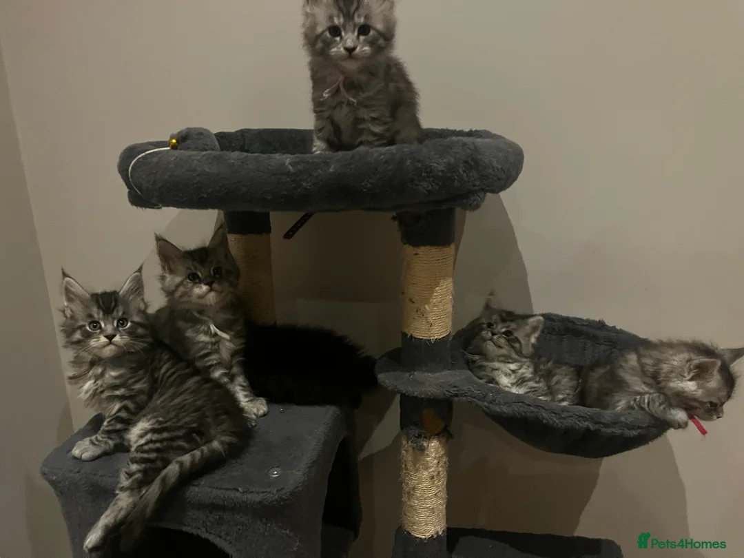 Maine Coon cats for sale: Silver Tabby Maine Coons - Advert 4