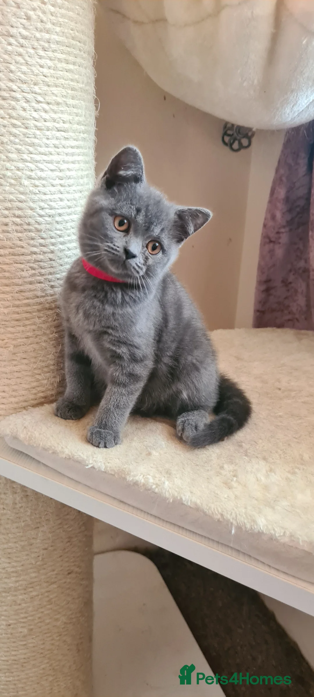British Shorthair cats for sale: British shorthair blue kittens  - Advert 9
