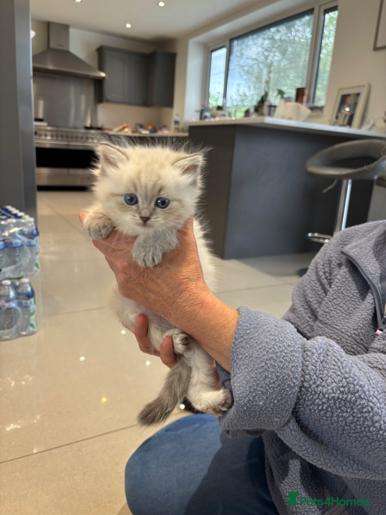 Siberian cats Registered kittens - Advert 19