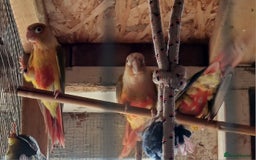 Conures birds for sale: Pineapple Conures Parent reared Dna'd  - Image 6