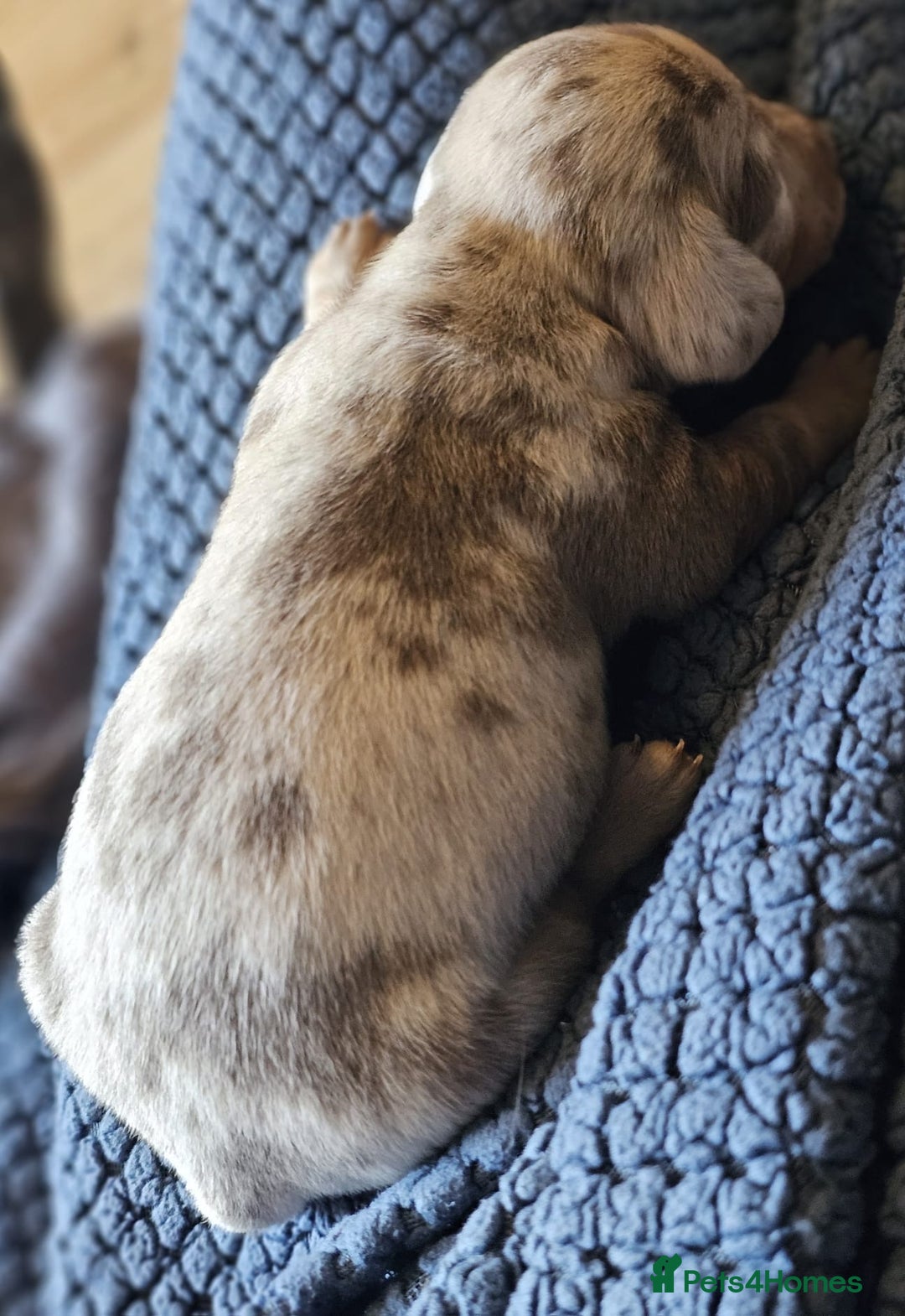 Dachshund dogs for sale: Isabella Dapple Dachshund Puppies - Advert 36