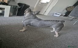 French Bulldog dogs for stud: French bulldog stud - Image 2