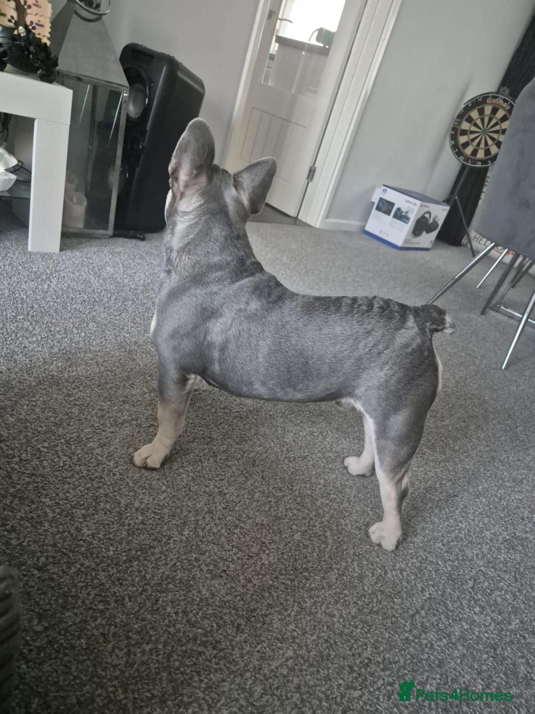 French Bulldog dogs for stud: French bulldog stud - Image 2