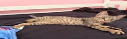 Mixed Breed cats for sale: Lovely Kittens Looking for Their Forever Homes 🐾 - Advert 9