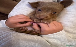 Miniature Dachshund dogs for sale: 1 long hair female miniature dachshund left  - Image 5