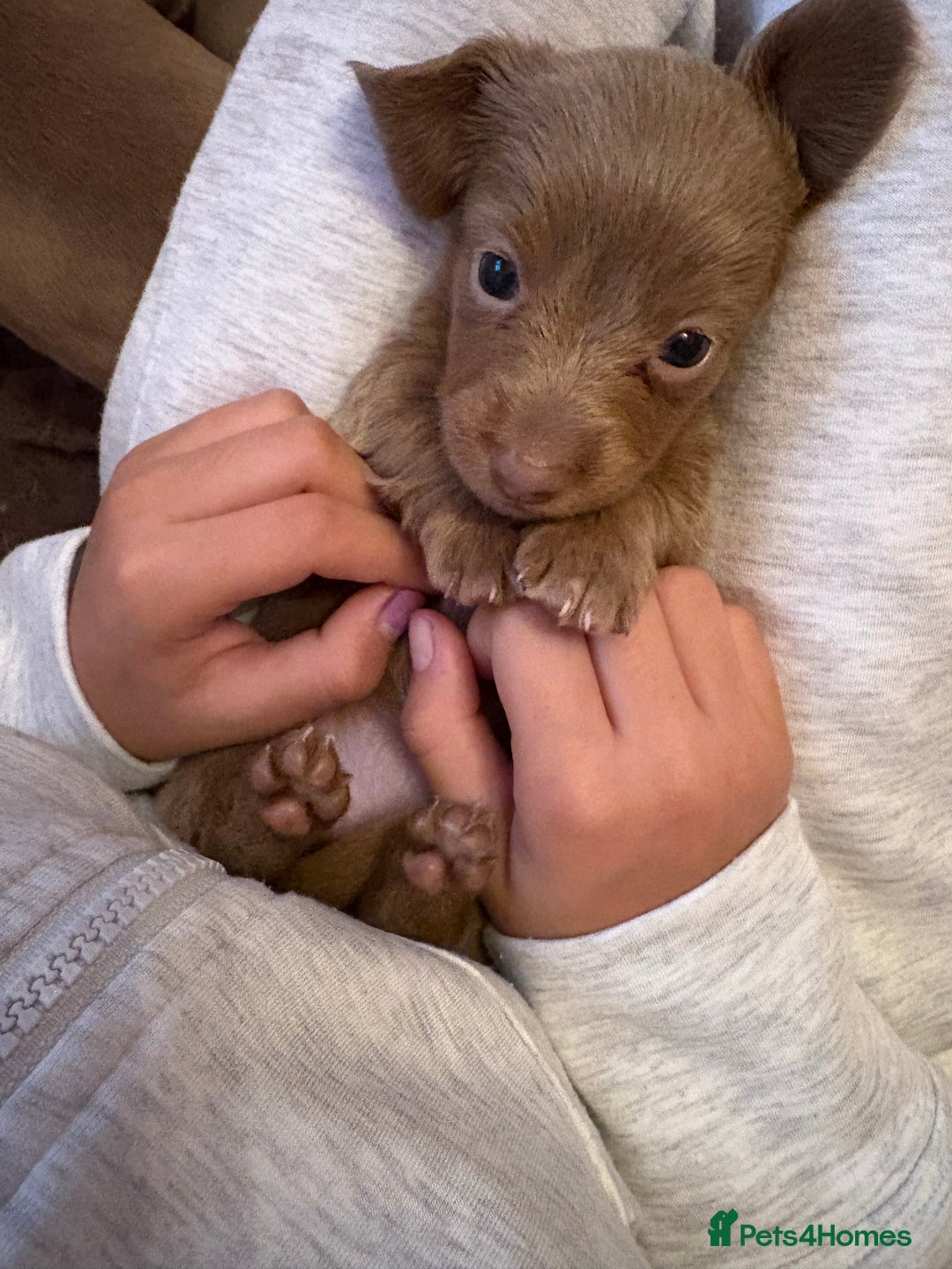 Miniature Dachshund dogs for sale: 1 long hair female miniature dachshund left  - Image 5