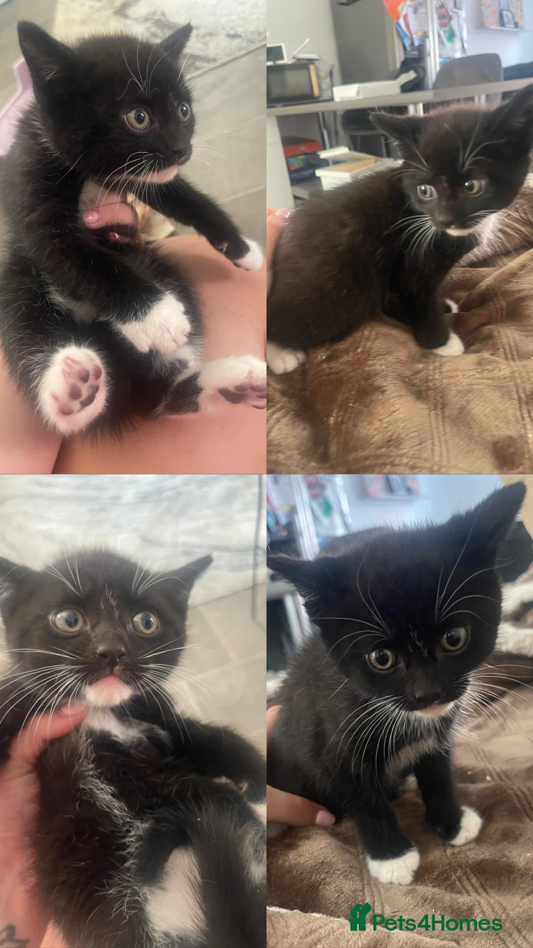 British Shorthair cats for sale: Beautiful kittens - two grey and one black - Advert 4