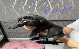 Labrador Retriever dogs for sale: Labrador puppies - Advert 14