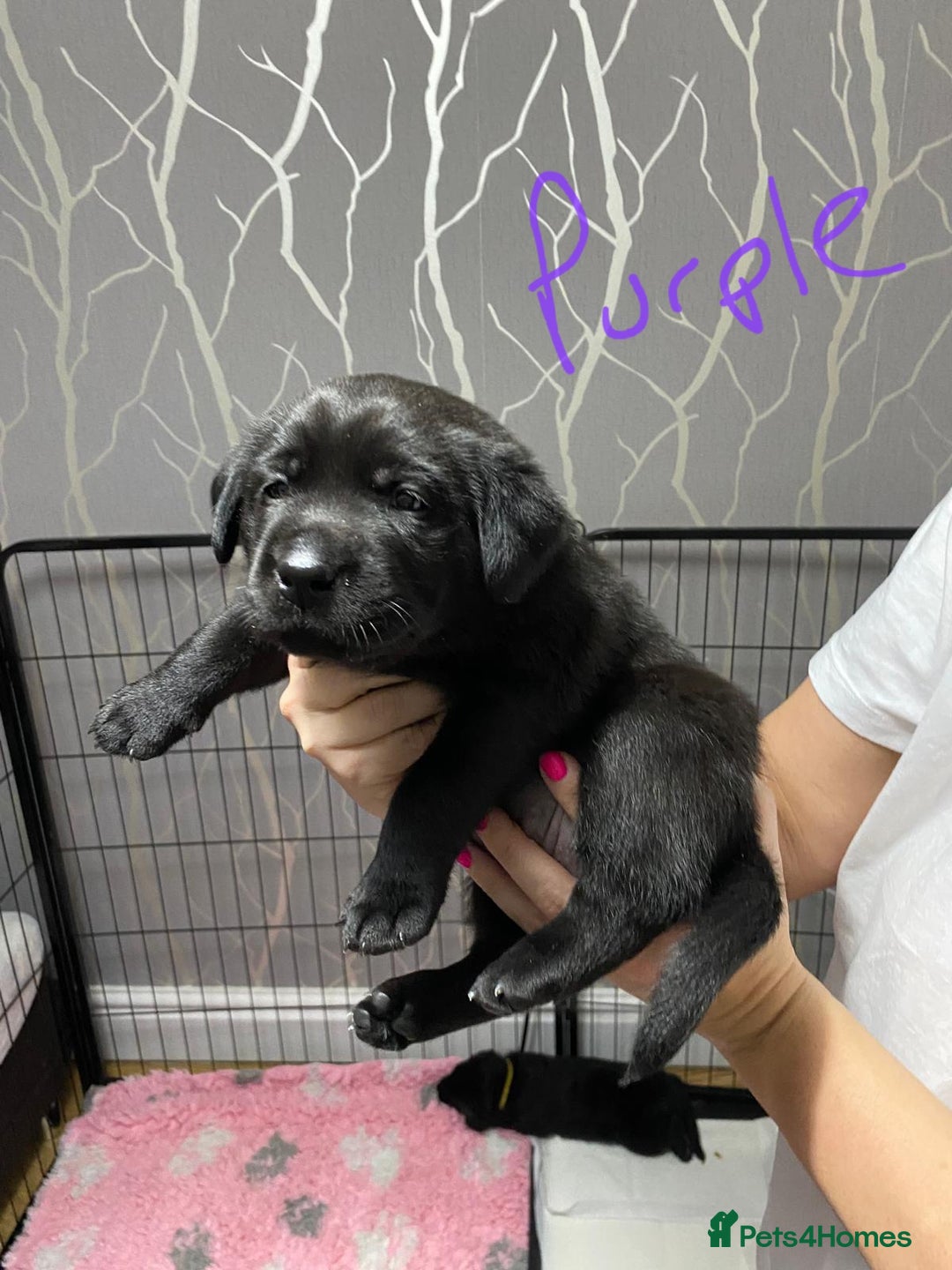 Labrador Retriever dogs for sale: Labrador puppies - Advert 14