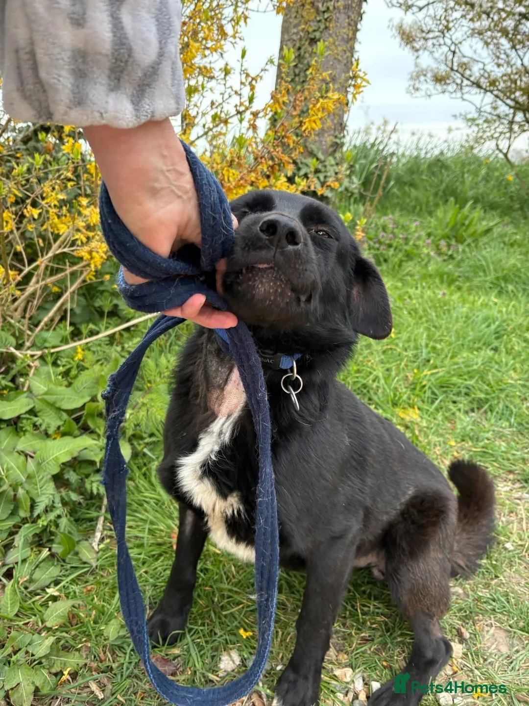 Mixed Breed dogs for adoption: Callum - Norwich Norfolk  - Advert 2