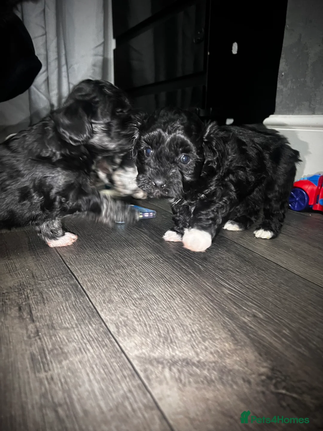 Maltipoo dogs for sale: STILL AVAILABLE!!! Stunning F1 Maltipoos  - Advert 25