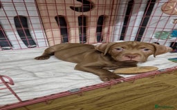 Mixed Breed dogs for sale: cane corso x mastiff pups for sale - Image 22