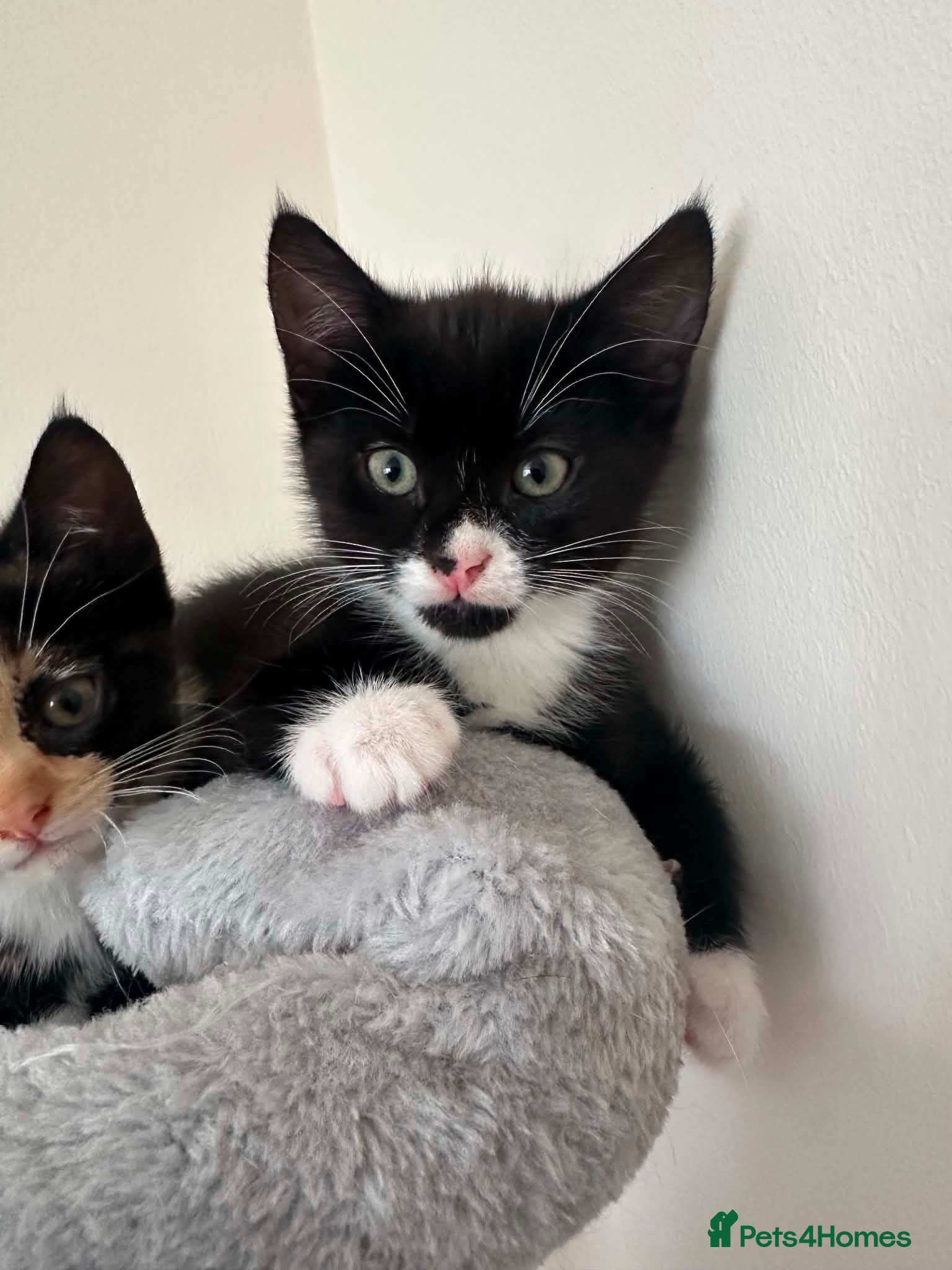 Mixed Breed cats Male kitten available. - Advert 14