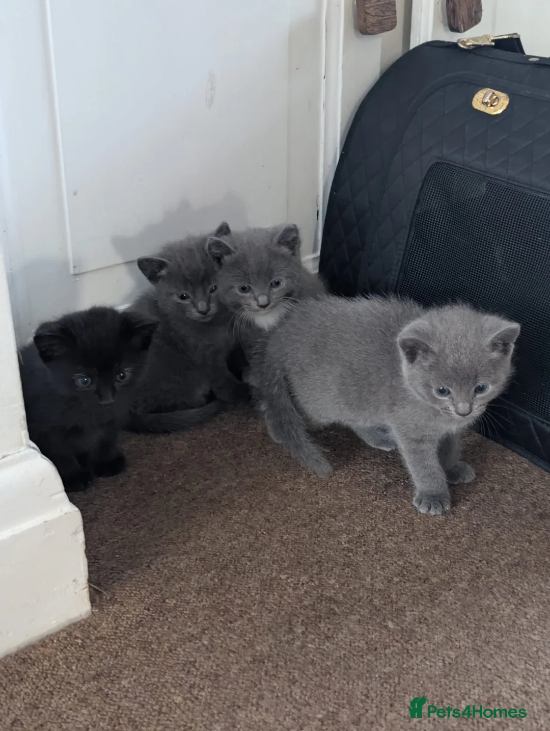 Mixed Breed cats for sale: 4 kittens ready to leave 21/09/2026 in Southall - Advert 2