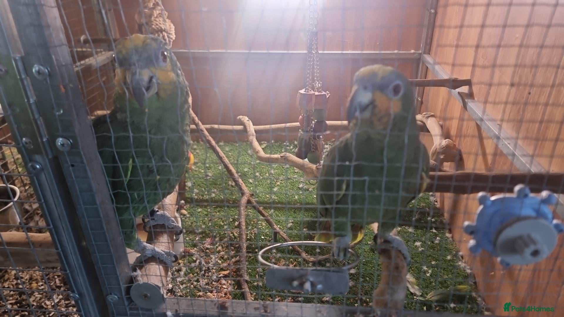 Parrots birds Paired Amazon Parots - Advert 1