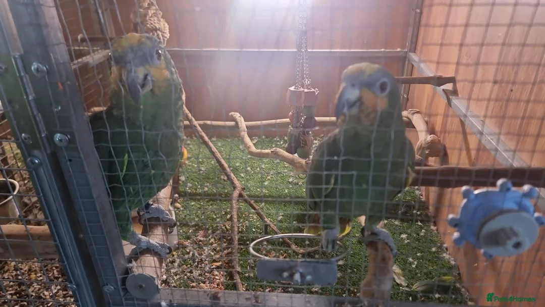 Parrots birds for sale: Paired Amazon Parots - Advert 1
