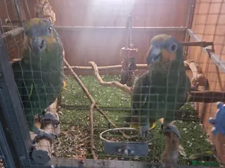 Parrots birds Paired Amazon Parots - Advert 1