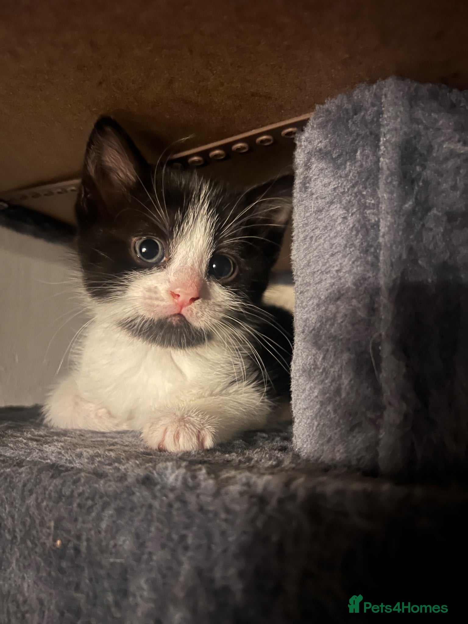 Mixed Breed cats 2 beautiful bearded and unbearded kittens - Advert 1