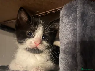 Mixed Breed cats 2 beautiful bearded and unbearded kittens - Advert 7