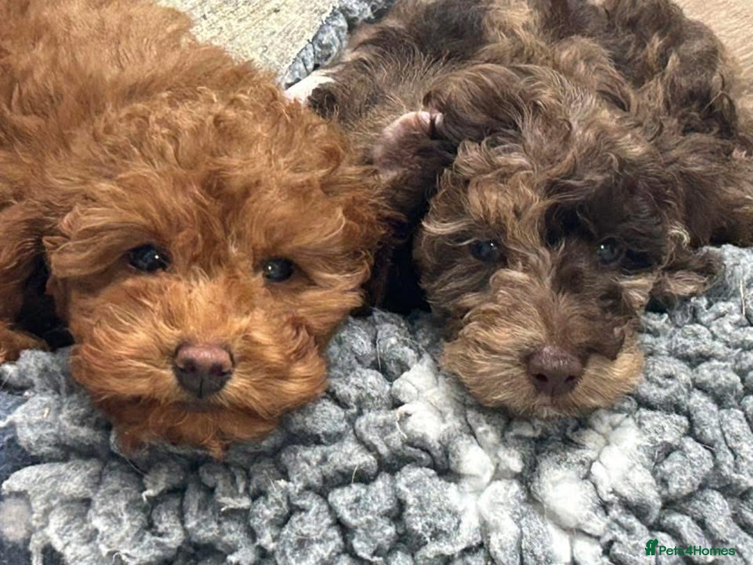 Toy Poodle dogs for sale: Teddi female 6’m old tiny Kc toy poodle  in Chichester - Image 18